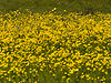 Alta Valtellina: Giallo Natura o Larici?