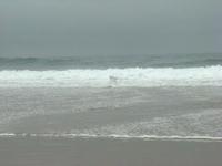 Surfer Dawg