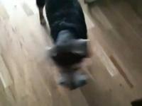 Miko wants his squeaker
