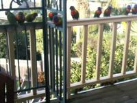 Birds!