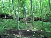 Stanmer Woods August 09