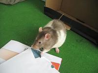 Igor eet een envelop