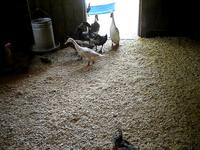 Duck, Duck, Rooster