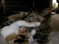 Cats playing! - Aeris and Victoria play fighting