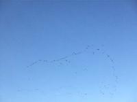 Skeins of Pinkfoot flying towards Cockerham January 2009