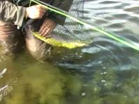 Vis video