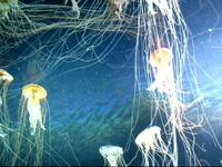 The zoo