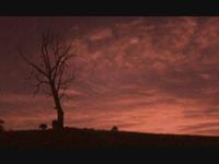 Paranoid Sunset