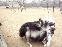 Ardent ostrich