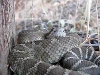 Young Western Rattlesnake