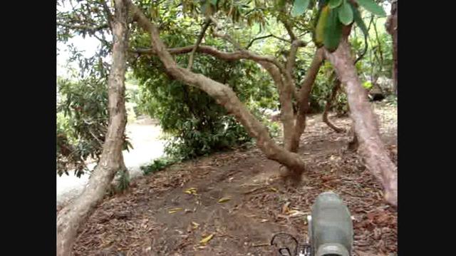 View Video