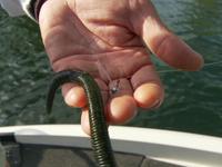 Amistad Tackle - Headbanger Wacky Jig Head Action Video