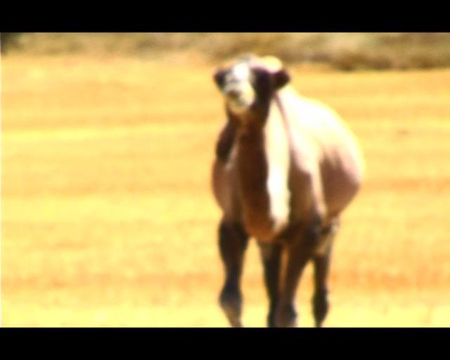 Thumbnail of video Arizona Baby #3 ME PILLAS EN OTRO PUNTO A tale of the West