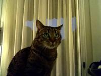 Le Chat Contre La Webcam.