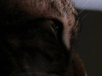 Spirit of the Cat - Experimental Short 3 by Nicholas Fiorentini Spirit of the Cat - Experimental Short 3 by Nicholas Fiorentini