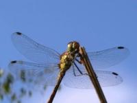 Entomologia II