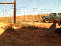 The Daily Coyote - Charlie and the Afternoon Elk Snack