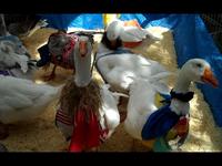 8/13/2009 Iowa State Fair Reporting with Katherine Perkins: John Pemble Video Blog