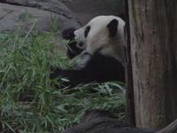 Back To San Diego Zoo
