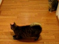 cat on laserpointer