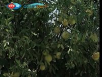 Adana Video izle