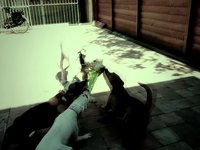 A Sunny Doggy Day