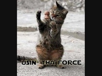 Silly Kitties