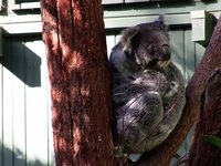 Sydney - First Impressions