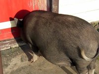 The trouble with pot-bellied pigs...