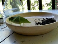 Attack of the Leafhopper