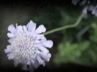Animated Journal (Animomento) Part 4 170809