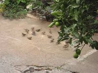 Pajaritos peleando por la comida
