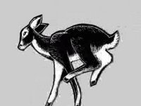 White Tailed - Movement Tests for Scratchboard Animation