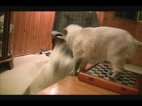CatBattle