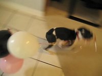 Miles and Balloons