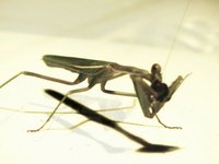 mantis
