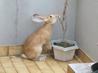 gardening with rabbits