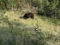 Bear!