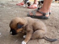 Puppies!
