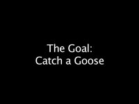 To Catch a Goose