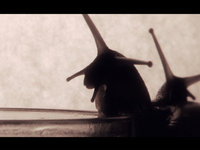 Snails