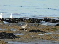 curlew