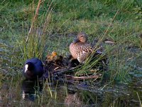 mallard and ducklings
