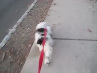 Just Walking the Dog