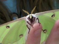 Moon Moth