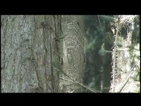 Spider Tree Walk Final