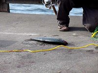 Fishing