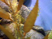 The Secret Lives of Seahorses