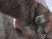 Border Terrier - Zoe & Jake