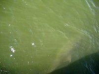 Delfines